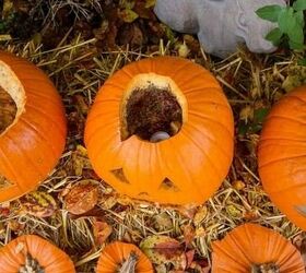 16 creative pumpkin carving ideas, Preserve Your Carved Pumpkin Wet Forget