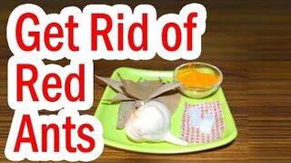 How do I naturally get rid of red ants? | Hometalk