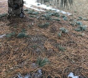 q how do i care for my pine tree