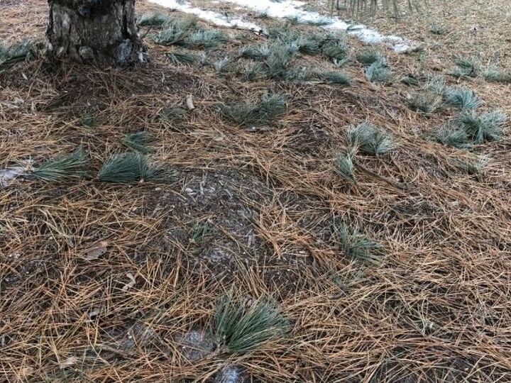 q how do i care for my pine tree