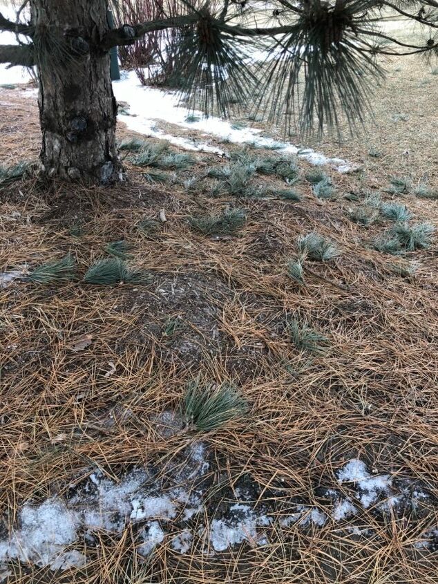 q how do i care for my pine tree