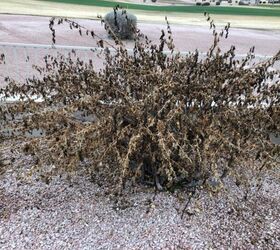 Are my bougainvillea dead? Hometalk