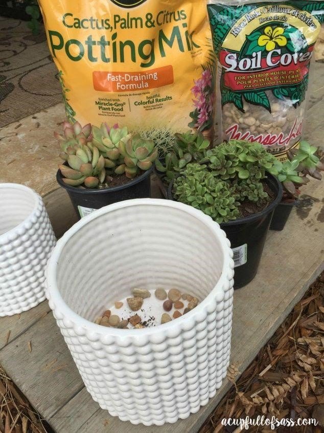 o guia completo para o cultivo de suculentas, como plantar suculentas A Cup Full of Sass