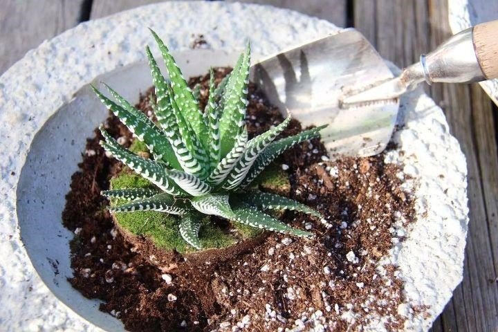 the complete guide to growing succulent plants, Home for the Harvest Mary Jane Duford