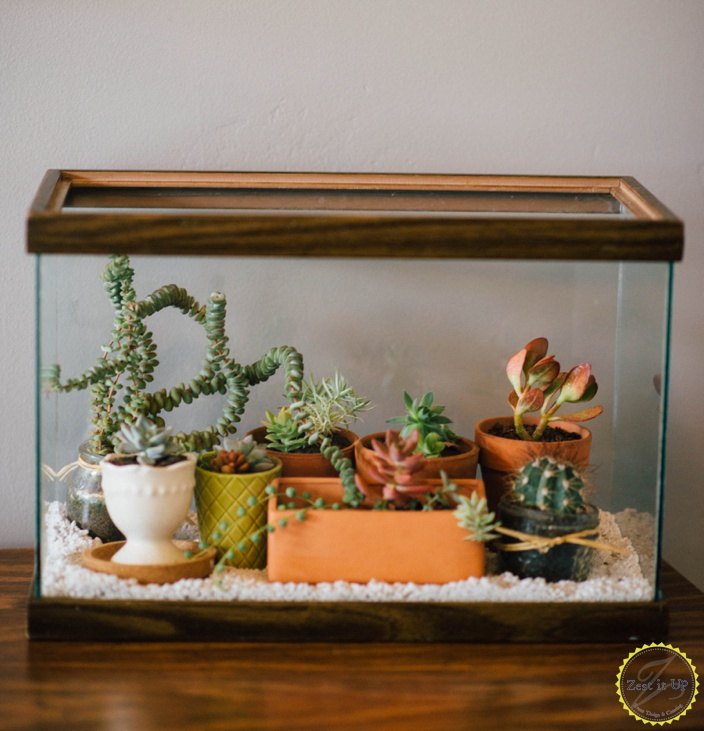 s diy home projects, Turn a Fish Tank into a Terrarium