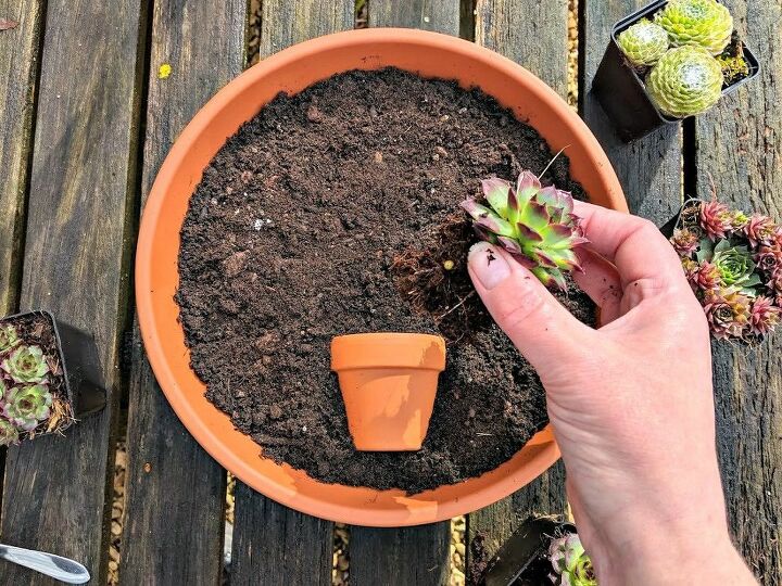 pretty as a picture succulent planter