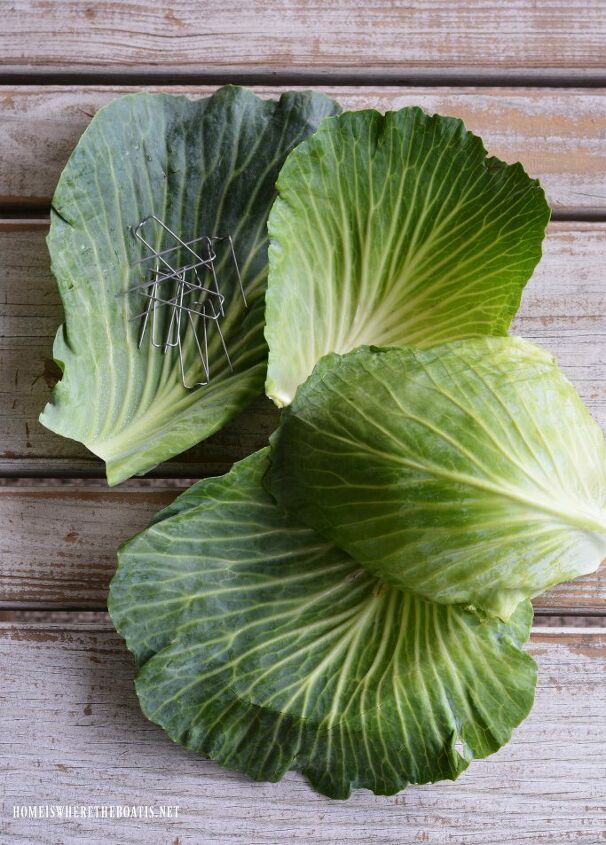 create a blooming cabbage for st patrick s day