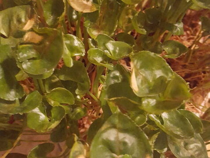 q how do i care for this plant