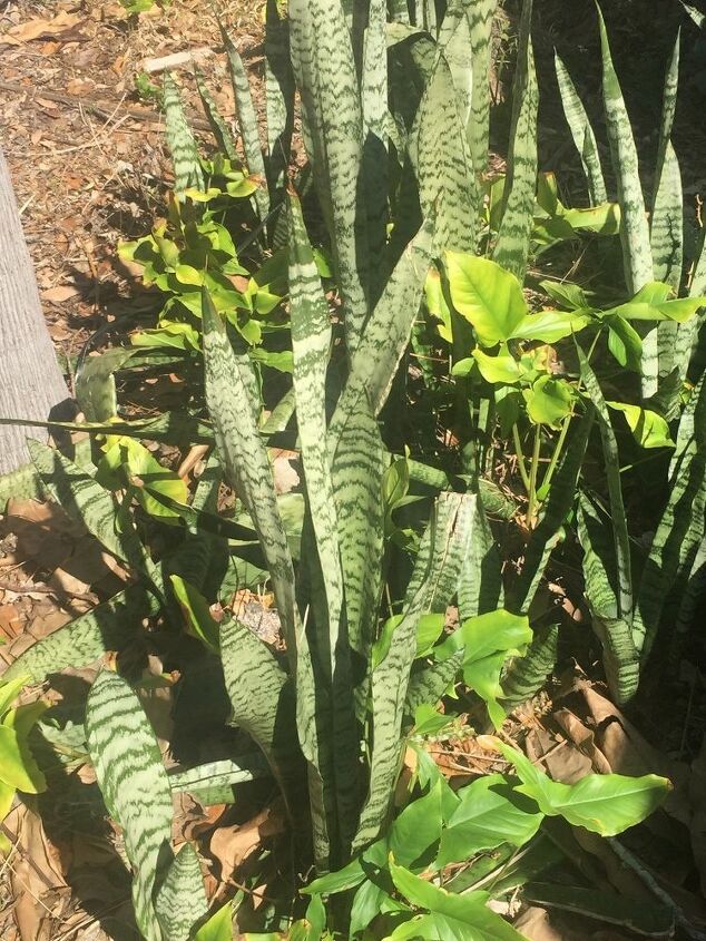 q what kind of plant is this
