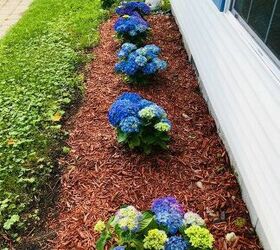 q last year i planted the most beautiful blue hydrangeas then i spr r