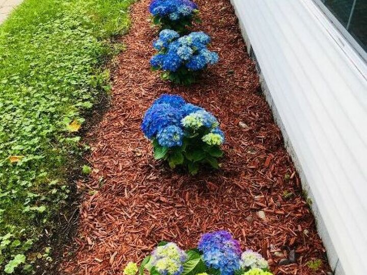 q last year i planted the most beautiful blue hydrangeas then i spr r