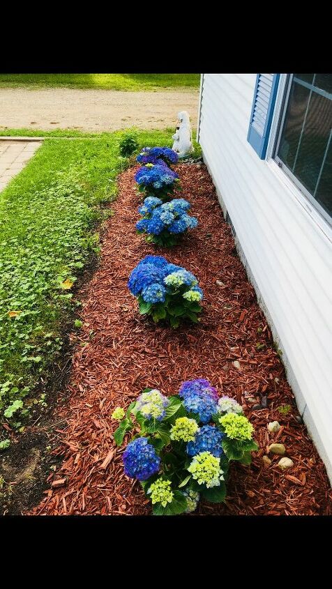 q last year i planted the most beautiful blue hydrangeas then i spr r