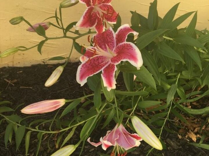 q how and when is the best time move plants