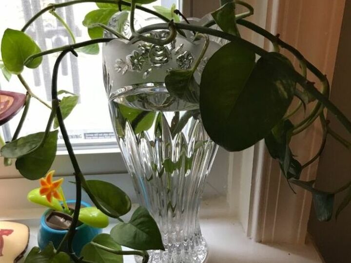 q how do i replant these in dirt
