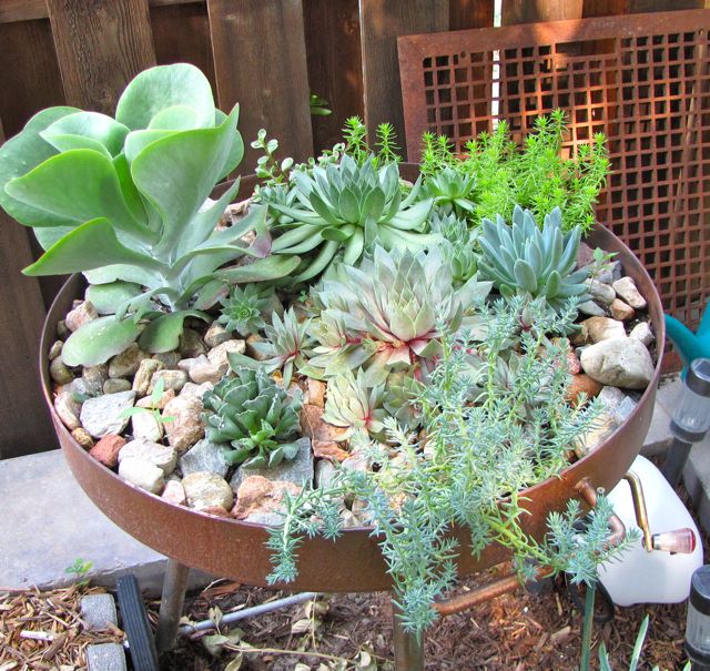 succulent garden inspiration transform your decor with succulents, A Simple and Effective Succulent Garden