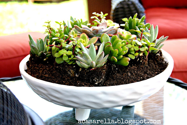 What Are Succulent Plants?