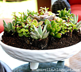 Stunning Succulent Decor Ideas for Every Space