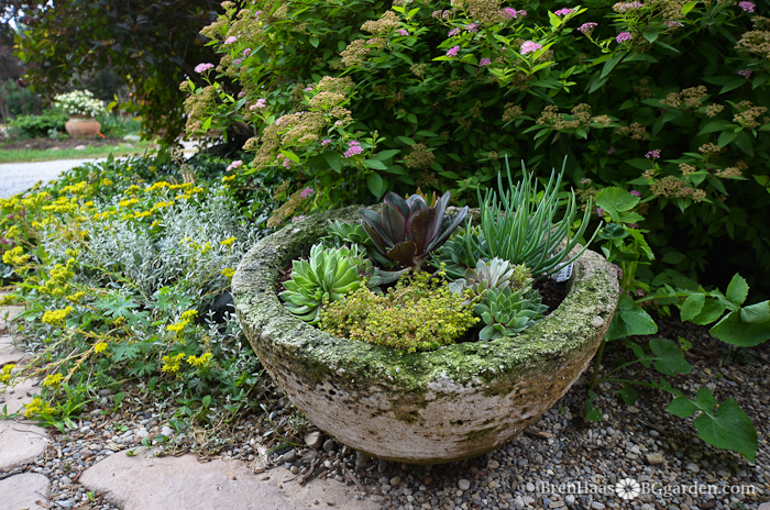 succulent garden inspiration transform your decor with succulents, A Miniature Succulent Garden in Concrete