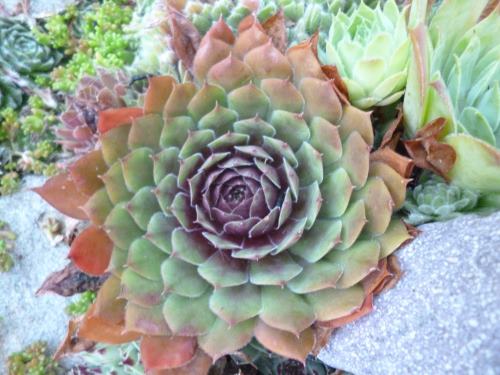 inspirao de jardim de suculentas transforme sua decorao com suculentas, Sempervivum no outono