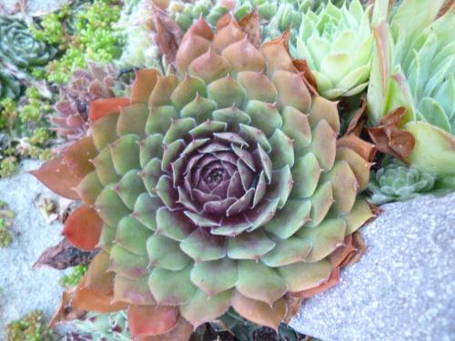 succulent garden inspiration transform your decor with succulents, Sempervivum A Succulent For Fall
