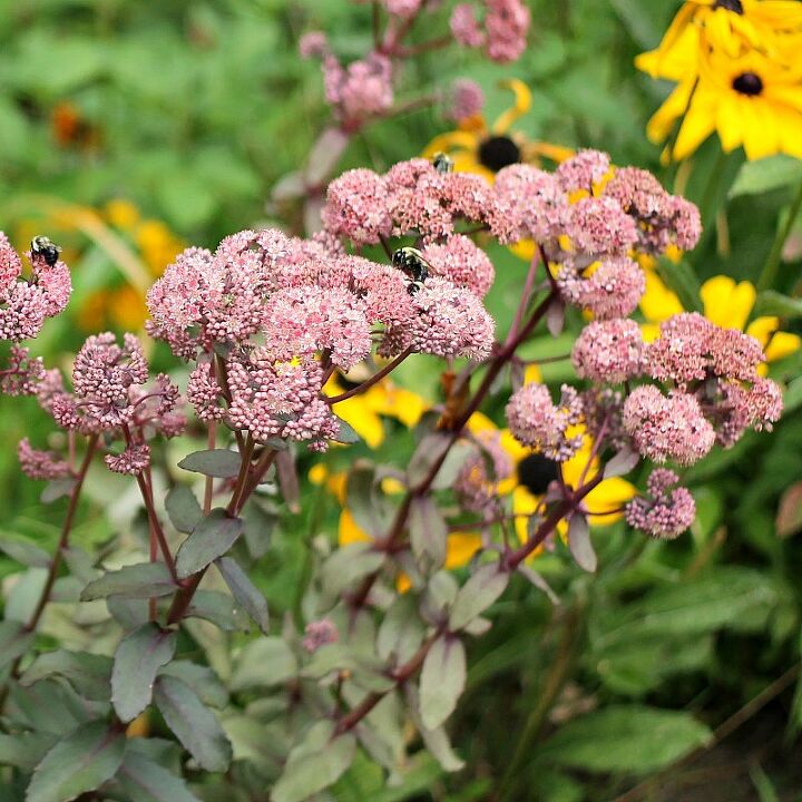 succulent garden inspiration transform your decor with succulents, How to Make a Super Hardy Succulent Garden