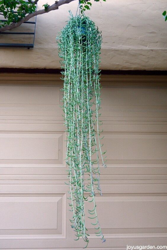succulent garden inspiration transform your decor with succulents, Trailing Elegance Fishhooks Senecio