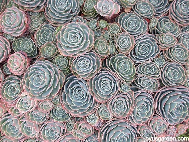 succulent garden inspiration transform your decor with succulents, Top Varieties for a Trendy Succulent Garden