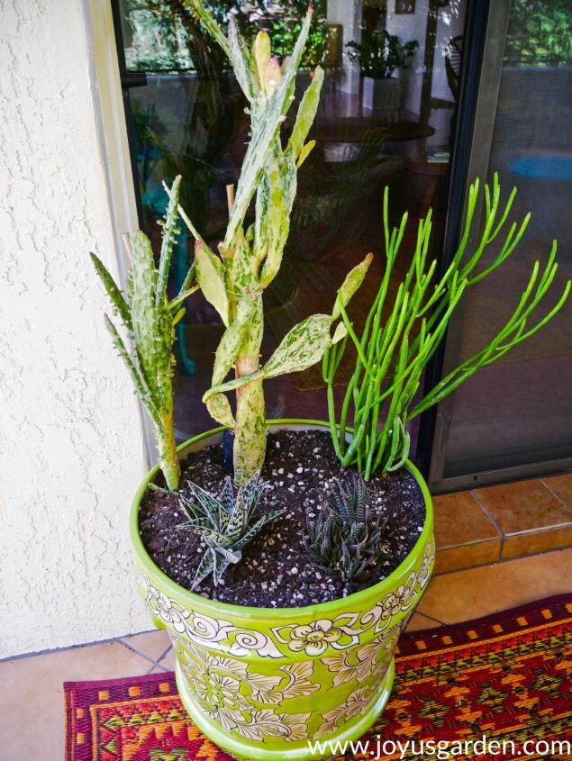 succulent garden inspiration transform your decor with succulents, How to Transplant Succulents Safely