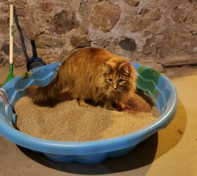How to Make a Mess-Free DIY Litter Box Out of a Plastic Kiddie Pool