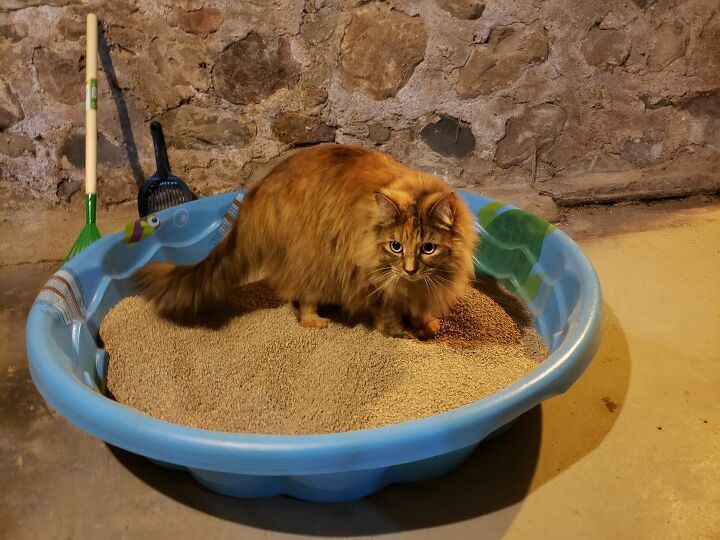 How To Make A Kitty Litter Pool System Diy Hometalk