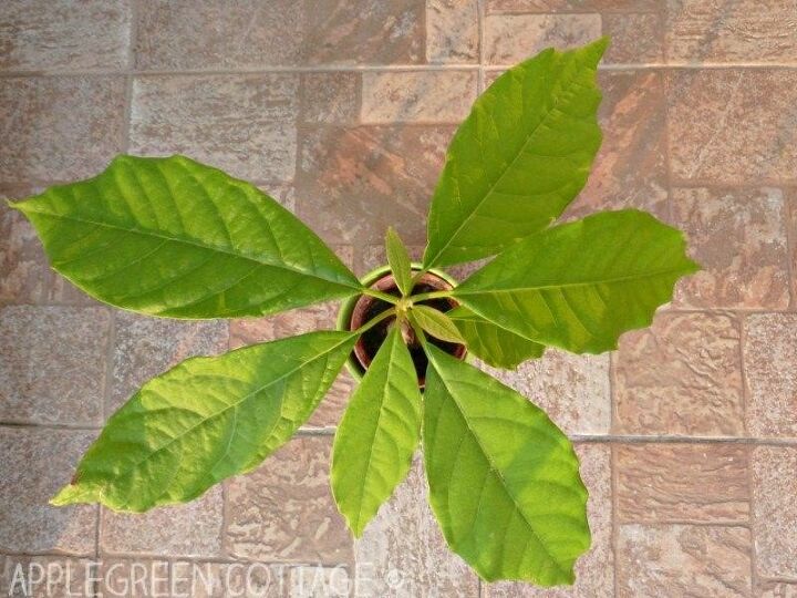 quick easy and creative ways to grow an avocado tree from a pit, Damjana