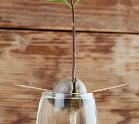 quick easy and creative ways to grow an avocado tree from a pit, Amanda Faulkner