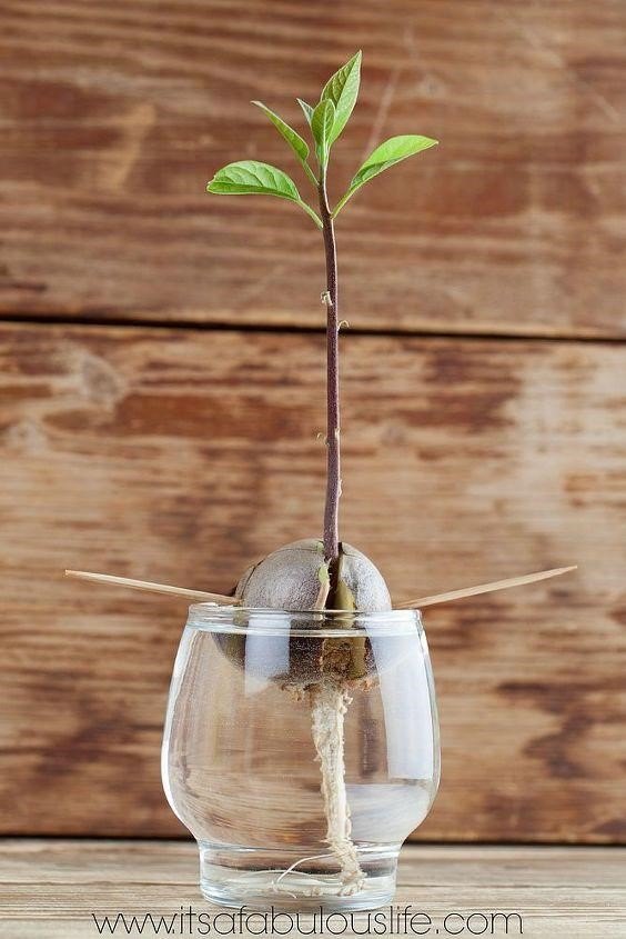 quick easy and creative ways to grow an avocado tree from a pit, Amanda Faulkner