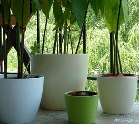 Quick, Easy, and Creative Ways to Grow an Avocado Tree From a Pit