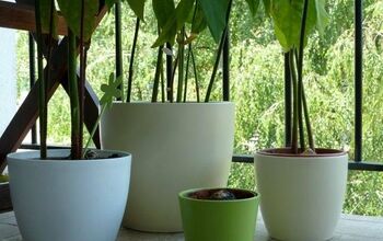 Quick, Easy, and Creative Ways to Grow an Avocado Tree From a Pit