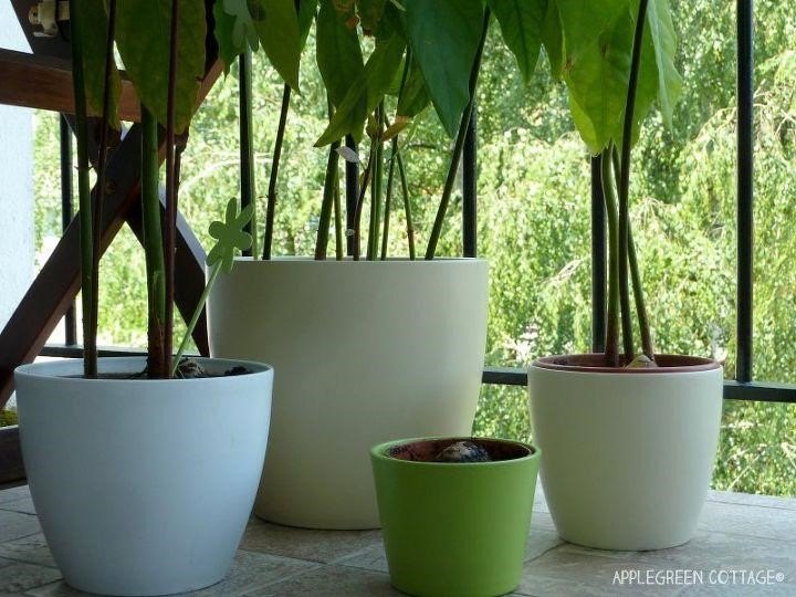 quick easy and creative ways to grow an avocado tree from a pit, Damjana