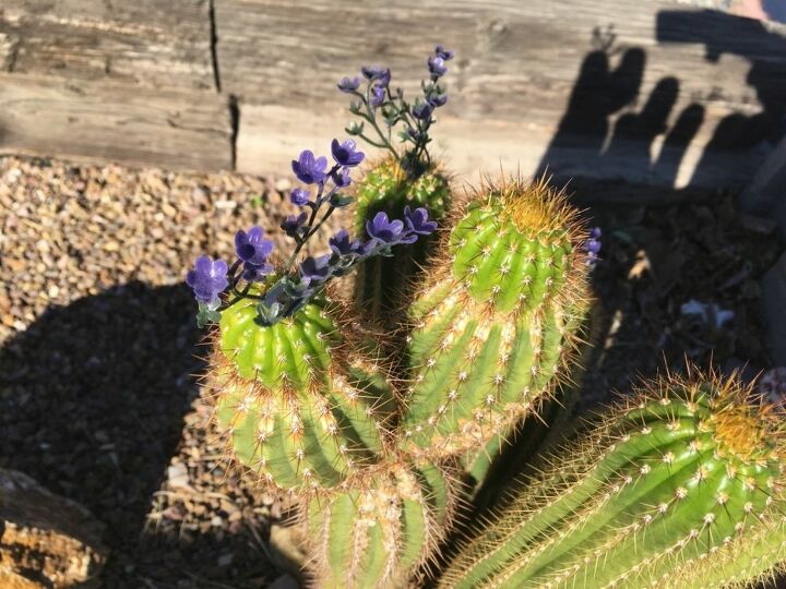 flor de imitacin en un cactus real puedes engaar a la madre naturaleza, Ayudando a la naturaleza a alegrar mis cactus