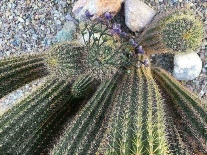 flor de imitacin en un cactus real puedes engaar a la madre naturaleza, Brotes p rpuras asomando