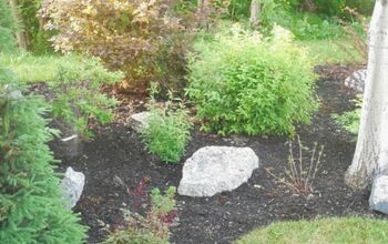 To Mulch or Not to Mulch? That is the Great Gardening Question!