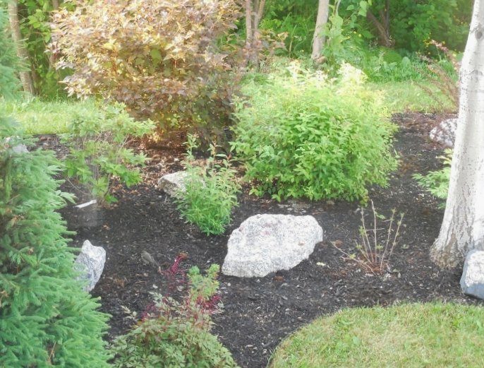 to mulch or not to mulch that is the great gardening question, After Mulching