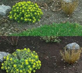 to mulch or not to mulch that is the great gardening question, Before and After with Topsoil Dressing