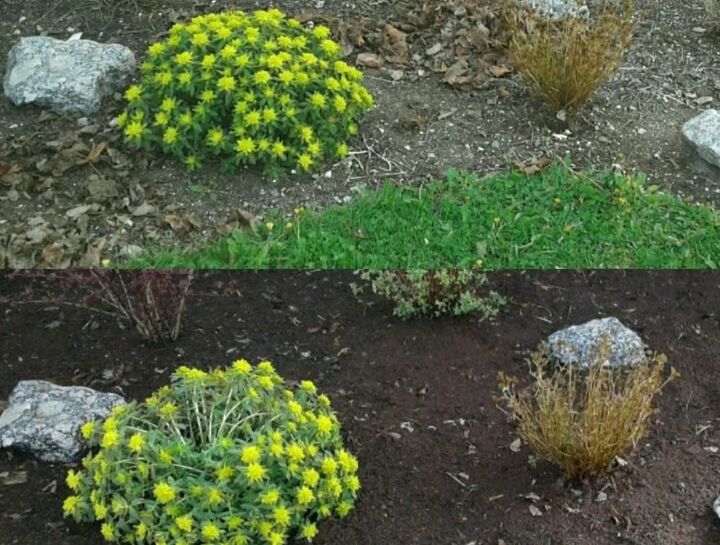 to mulch or not to mulch that is the great gardening question, Before and After with Topsoil Dressing