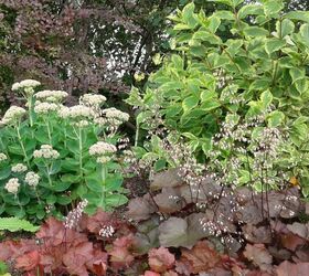 to mulch or not to mulch that is the great gardening question, Heuchura Sedum Weigelia and Barberry