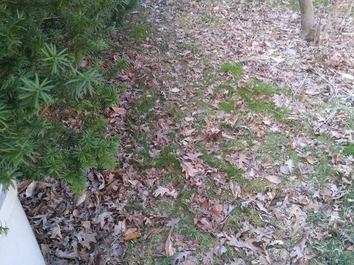 q how can we best turn our weed infested lawn into a sustainable garden