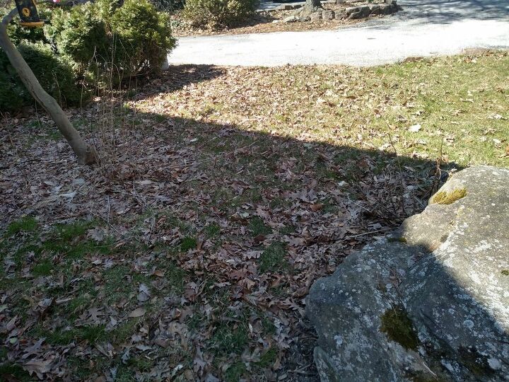How can we best turn our weed-infested lawn into a sustainable garden Turning A Weed Field Into Lawn