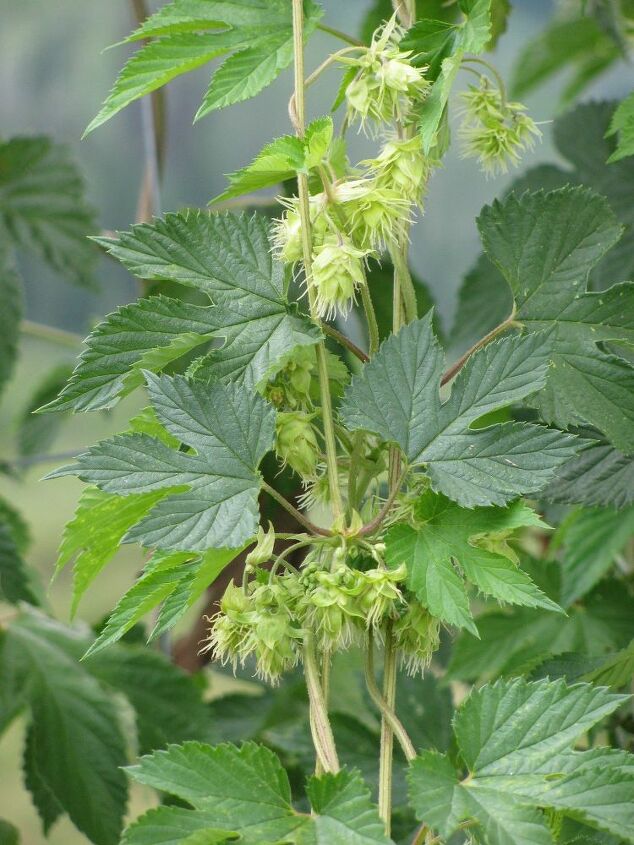 how to grow hops in your backyard