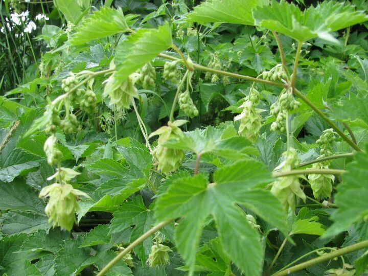 how to grow hops in your backyard