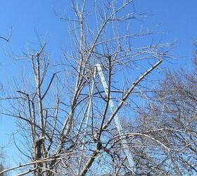 diy spring time tree pruning