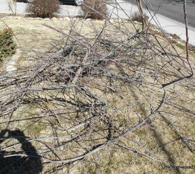 diy spring time tree pruning