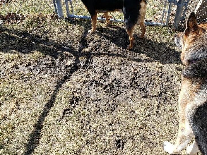 q what is the most durable grass seed